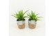 Chlorophytum lemon in basket 
