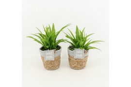 Chlorophytum lemon in basket