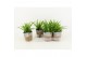 Chlorophytum lemon in basket 