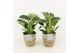 Philodendron in basket 