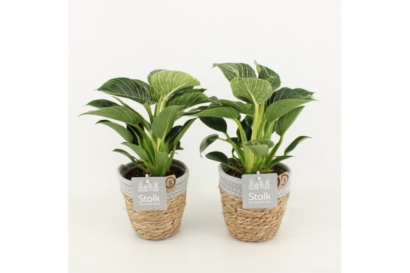 Philodendron in basket 