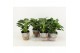 Philodendron in basket 