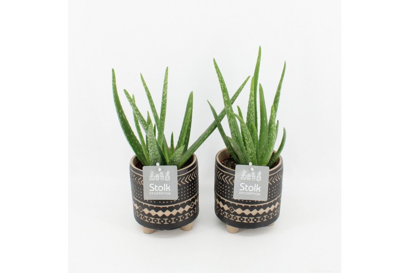 Aloe vera in maya pot 