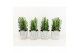 Euphorbia trigona in star pot 