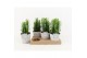 Euphorbia trigona in star pot 