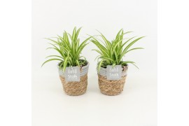 Chlorophytum comosum variegatum in basket