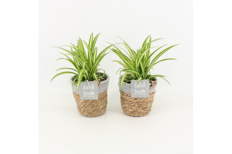 Chlorophytum comosum variegatum in basket 