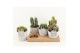 Cactus mix 6 soorten in star pot 