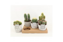 Cactus mix 6 soorten in star pot