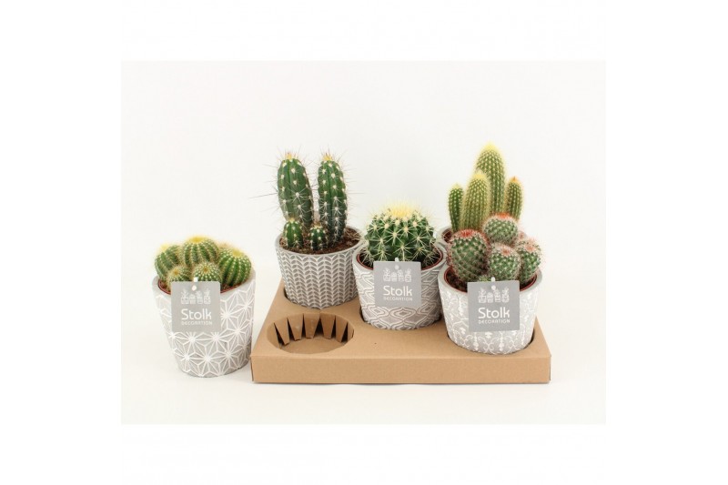 Cactus mix 6 soorten in star pot 