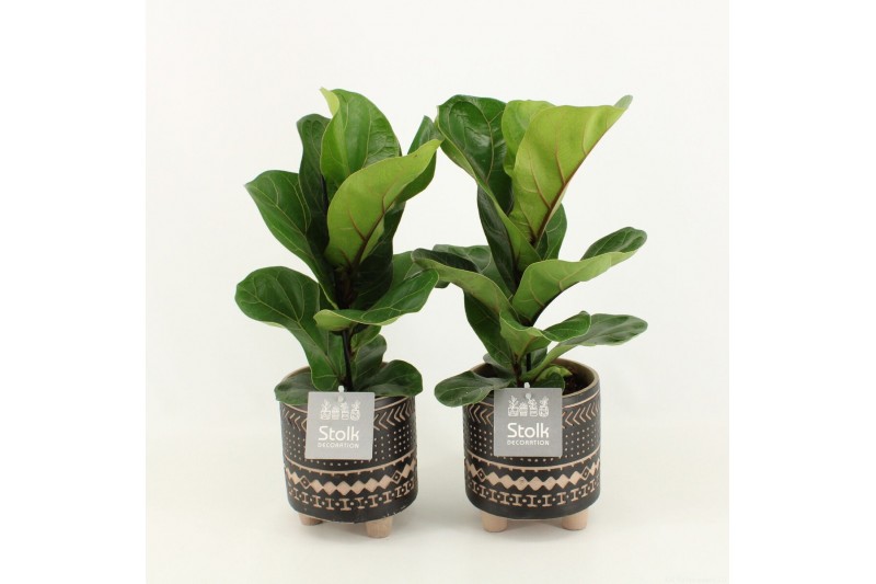 Ficus lyrata in maya keramiek 