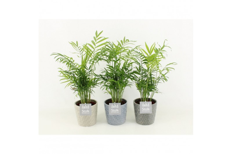 Chamaedorea elegans in gaia keramiek 