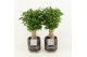 Ficus benjamina natasja in maya keramiek 