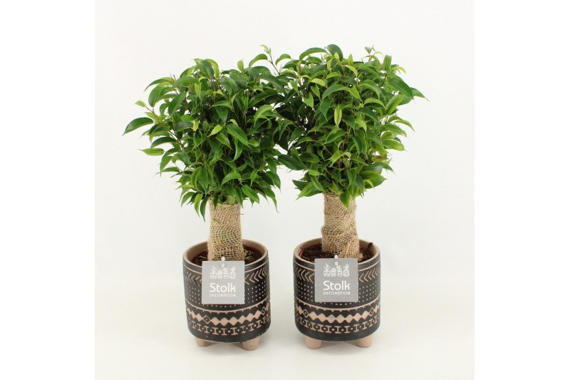 Ficus benjamina natasja in maya keramiek 