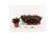 Peperomia rosso 