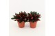 Peperomia rosso 