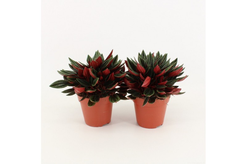 Peperomia rosso 
