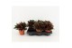 Peperomia rosso 