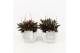 Peperomia rosso in vierkant stone pot 