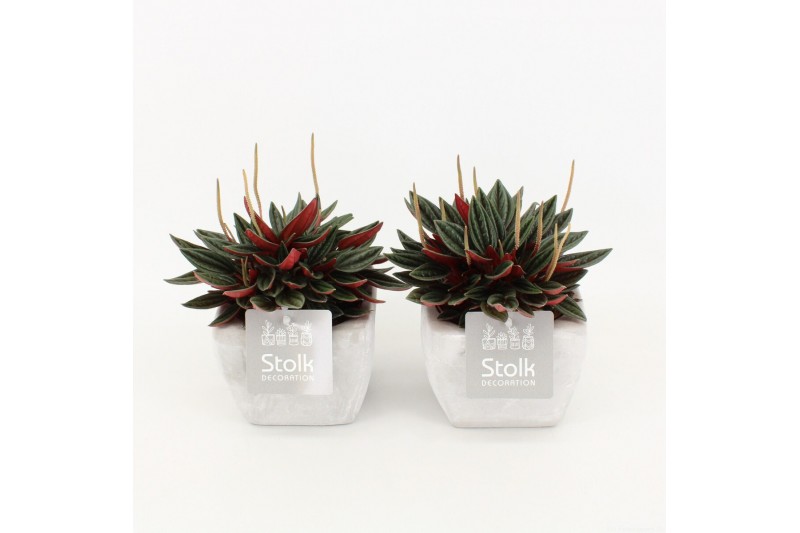 Peperomia rosso in vierkant stone pot 