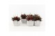 Peperomia rosso in vierkant stone pot 