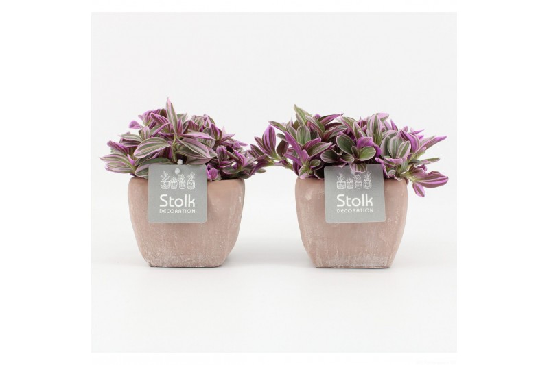 Tradescantia in vierkant terracotta pot 