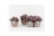 Tradescantia in vierkant terracotta pot 