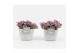 Tradescantia in vierkant stone pot 