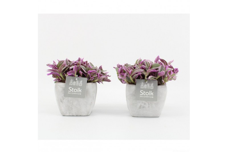 Tradescantia in vierkant stone pot 