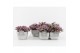 Tradescantia in vierkant stone pot 