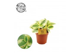 Peperomia obtusifolia obtipan bicolor