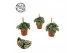 Peperomia greyhound 