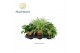 Kamerplanten mix Gemengde tray 15cm 1 pp 