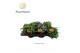 Kamerplanten mix Gemengde tray 12cm 