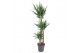 Yucca 120-90-45 