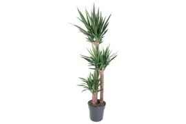 Yucca 120-90-45