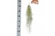 Tillandsia usneoides tillandsia usneoides grey medium x12 50 - 59  cm 