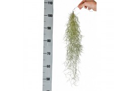 Tillandsia usneoides tillandsia usneoides grey medium x12 50 - 59  cm