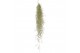 Tillandsia usneoides tillandsia usneoides grey medium x12 50 - 59  cm 
