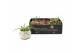 Tillandsia arrangement Golden Dude 