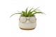 Tillandsia arrangement Golden Dude 