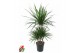 Dracaena marginata 45-carrousel 