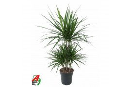 Dracaena marginata 45-carrousel