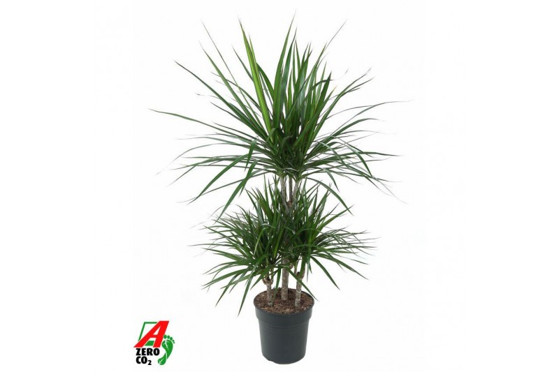 Dracaena marginata 45-carrousel 