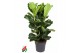 Ficus lyrata toef 