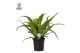 Asplenium antiquum osaka 