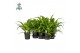 Asplenium antiquum osaka 