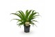 Asplenium antiquum osaka 