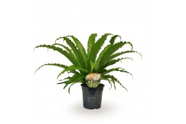 Asplenium antiquum osaka
