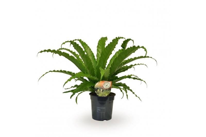 Asplenium antiquum osaka 